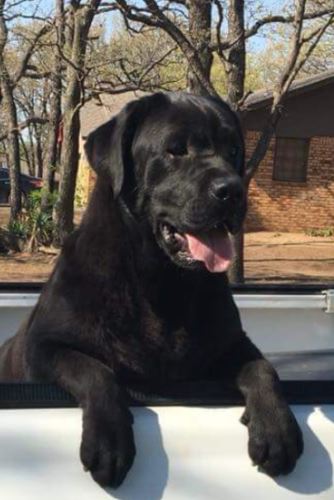 Planned Litters Capture - Planned Litters