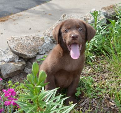 Crate Training newpup6 - Crate Training