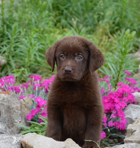 Available Lab Puppies for sale in Kansas City Missouri puppy2 - Available Lab Puppies for sale in Kansas City Missouri