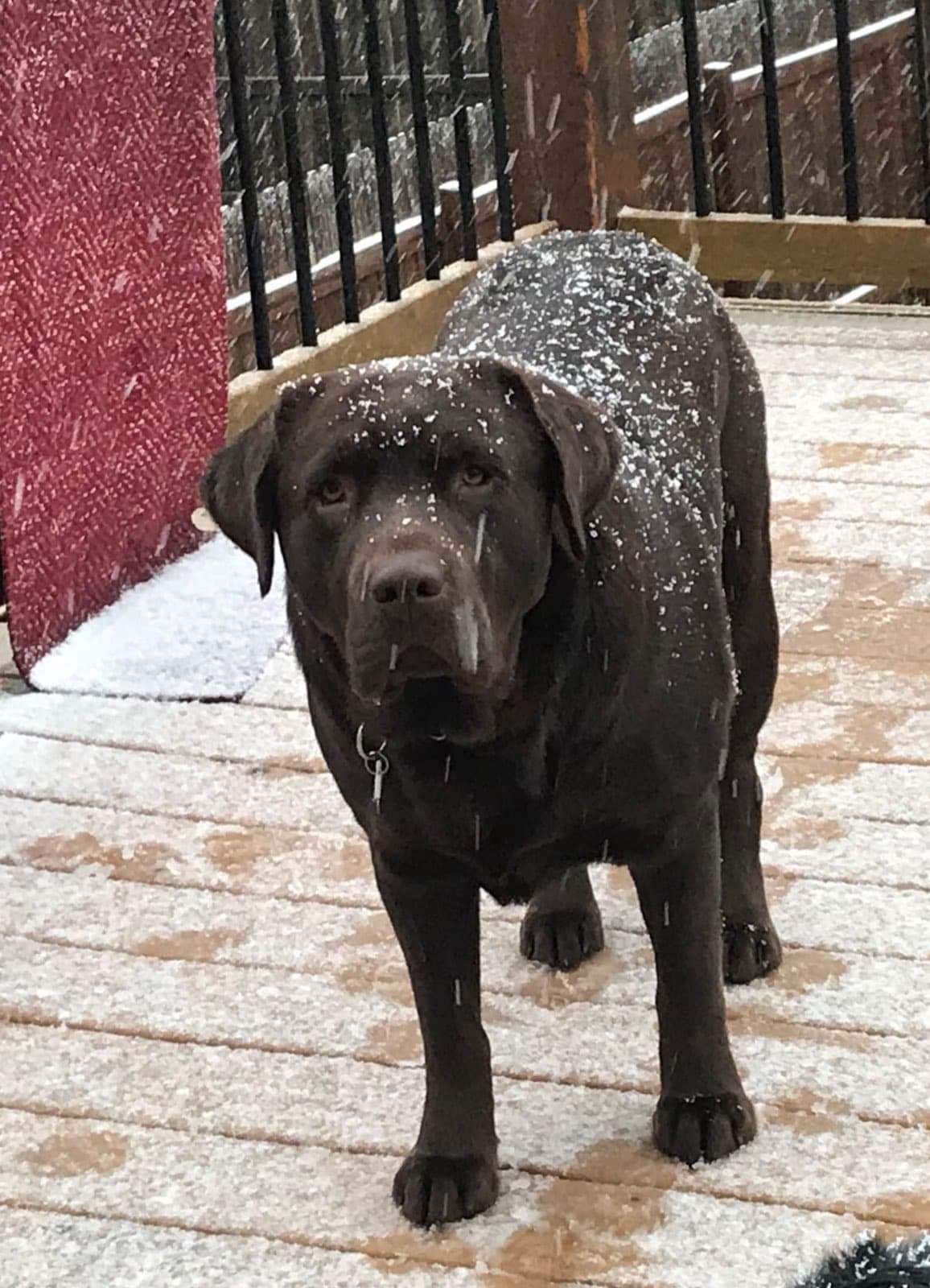 Planned Litters Chocolate Labrador - Planned Litters
