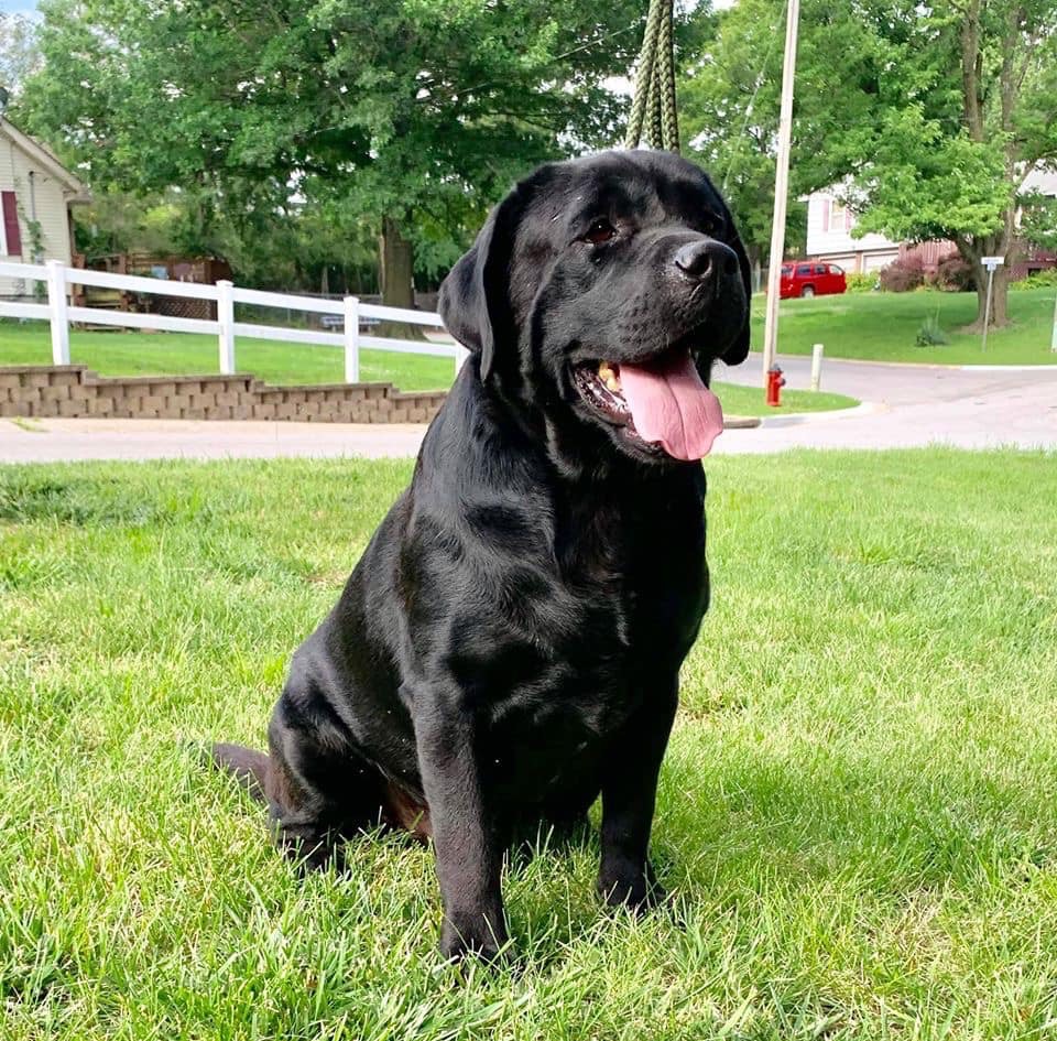 Planned Litters black lab - Planned Litters